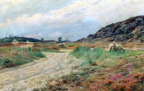 Maisema Bornholmista laiduntavien lampaiden kanssa 1921
