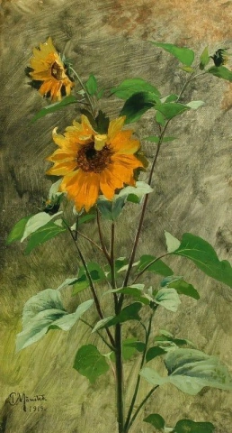 Studie über Sonnenblumen 1919