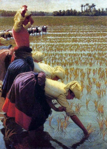 In de rijstvelden 1901