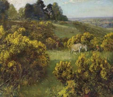 Gorse On Ringland Hills 1910