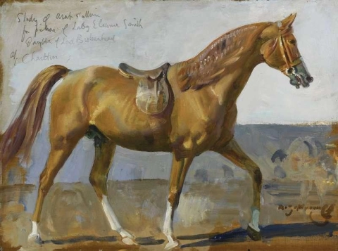 Lady Eleanor Smith S Arab Stallion