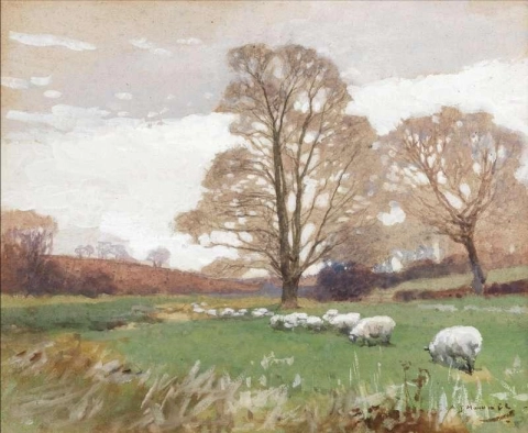 Овцы пасутся на лугу