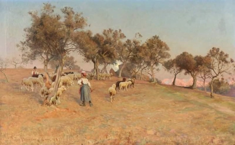 Die Herde wird über das Feld mit Olivenbäumen nach Hause getrieben