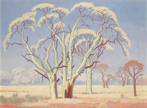 Árvores de acácia no Veld 1953