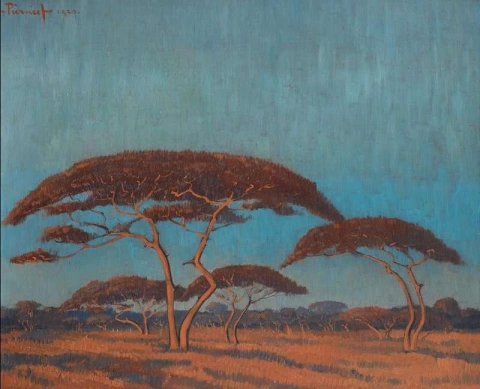 Acacias 1920