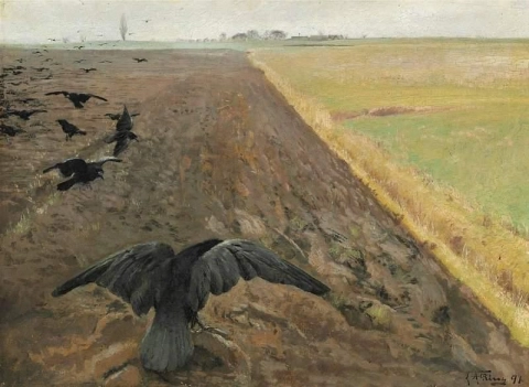 Rooks On The Plowed Field