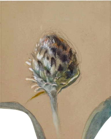 カルドン植物 1870 年頃