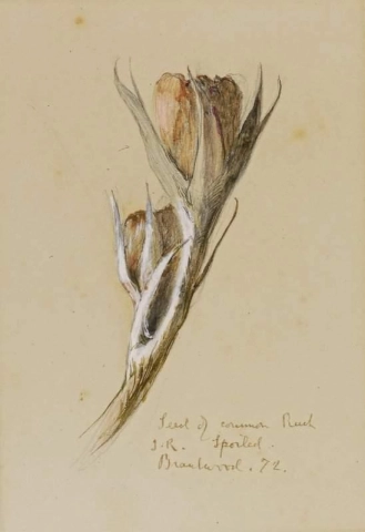 Un seme del giunco comune 1872