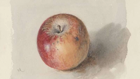Blenheim Orange Apple Ca. 1873
