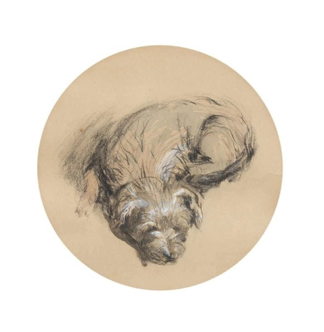 Study Of A Terrier