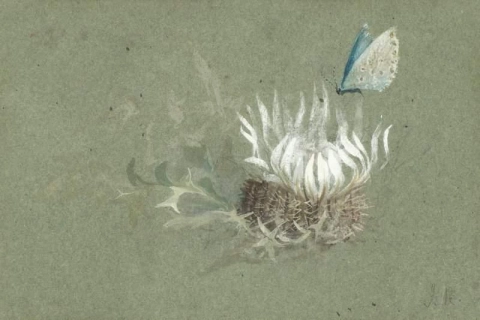 Studie av en alpintistel med en Amanda S blå sommerfugl