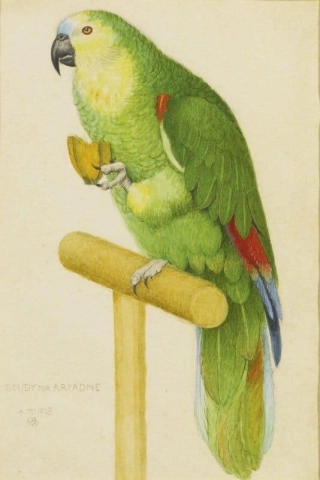 Estude para Ariadne. Um papagaio verde 1925