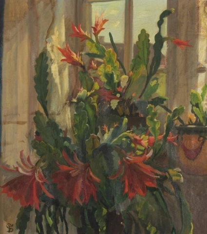 Cactus en flor en la ventana