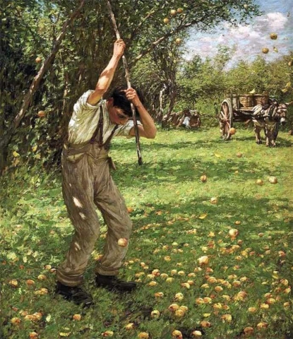 Apfelweinäpfel schütteln, ca. 1909