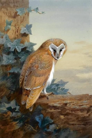 A Barn Owl 1916