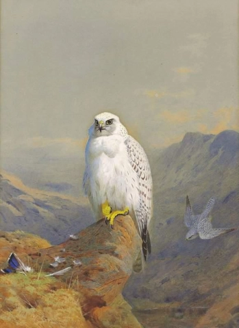 Un falco della Groenlandia su uno sperone roccioso 1913