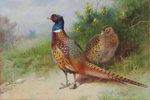 A Hen And Cock Pheasant By Gorse 1926