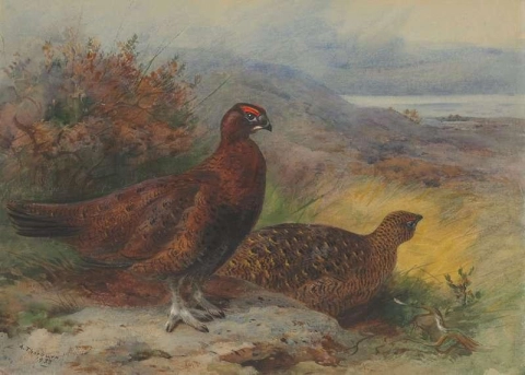 A Pair Of Red Grouse In A Landscape 1933