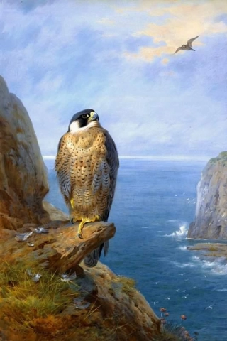 A Peregrine Falcon Perched On A Sea Cliff 1921