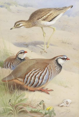 A Stone Curlew And A Pair Of French Partridge 1925