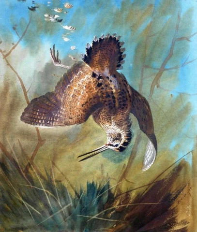 A Woodcock 1895
