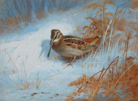 A Woodcock In The Snow 1905