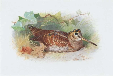A Woodcock Resting
