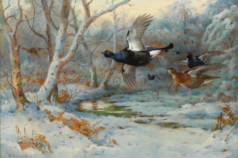 Urogallo negro en vuelo en un bosque de invierno 1923