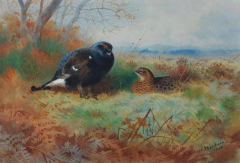 Mustakukko ja kana 1909