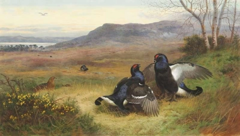 Blackcock exhibiendo en el lek 1901