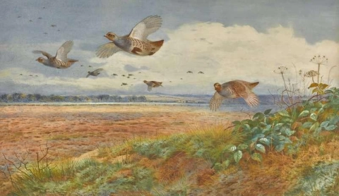 Rebhühner brechen im Flug 1902 in Deckung