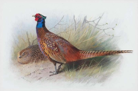 Cock And Hen Pheasant