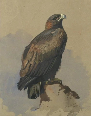 Aquila reale 1884
