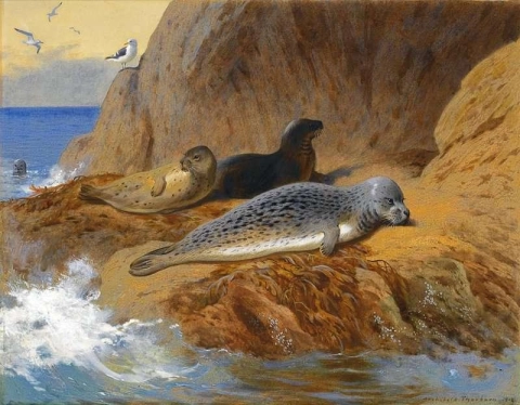 Gray And Harbor Seals At Rest 1912