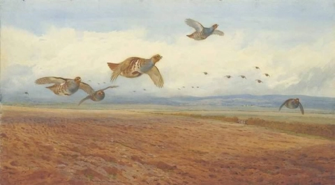Grey Partridges In Flight 1900
