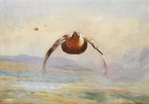 Grouse in volo