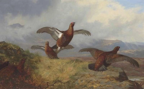 Grouse in volo 1888