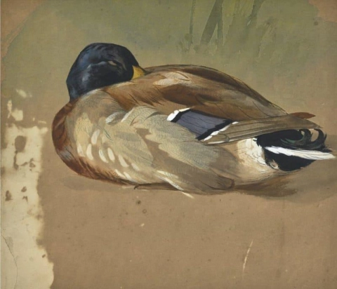 绿头鸭 1887