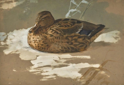 野鸭母鸡 1887
