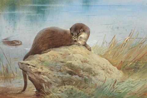 Otters By The Bank 1918