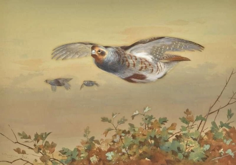 Partridges In Flight 1907