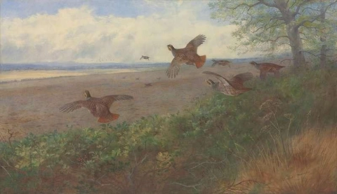 Rebhühner im Flug 1907 1