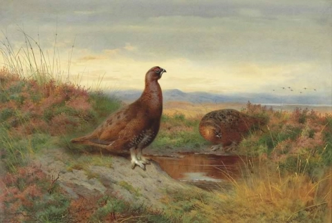 Red Grouse On A Moor Beside A Pool 1906