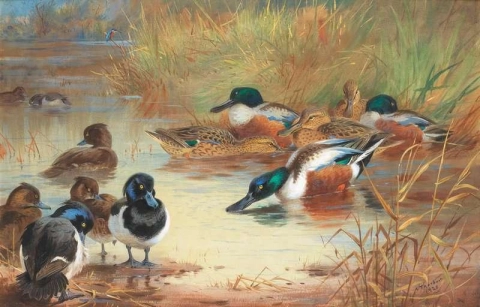 Shoveler og tufted and with a Kingfisher at the Water's Edge 1928