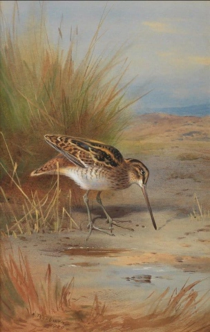 Snipe At The Water S Edge 1920