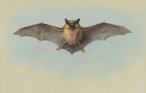 Estudio de un murciélago pipistrelle común