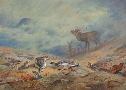 Il richiamo del cervo rosso e della pernice bianca monarca delle Highland nel piumaggio estivo 1932