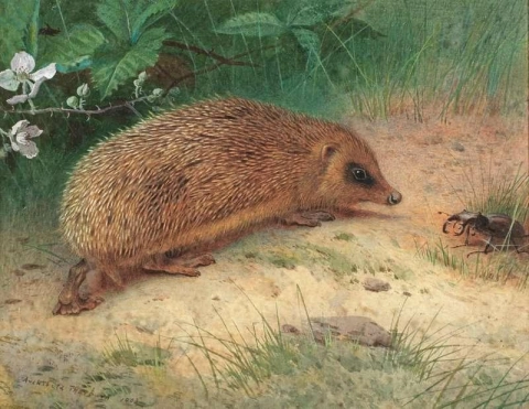 The Hedgehog 1903