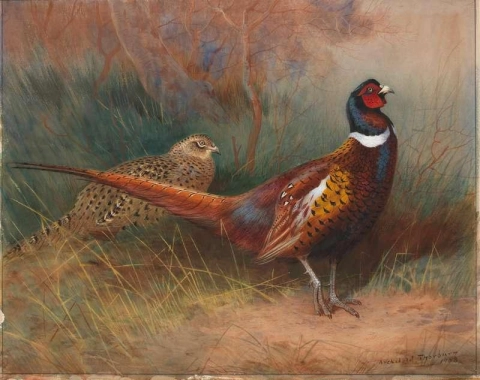 The Mongolian Pheasant 1908