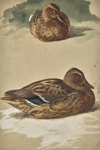 Two Studies Of A Female Mallard 1882
